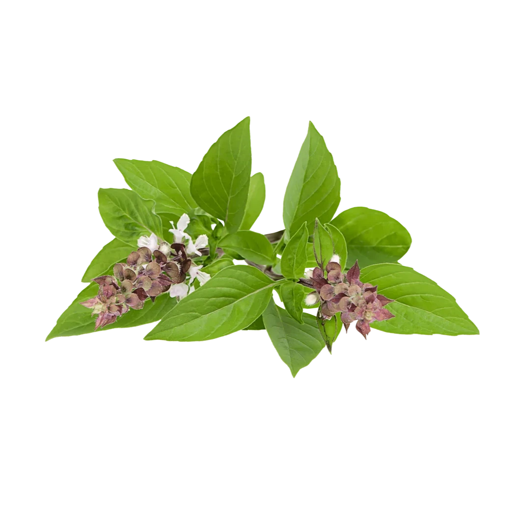 Australian Mint Activated Carbon Powder - THE FINE ORGANICS