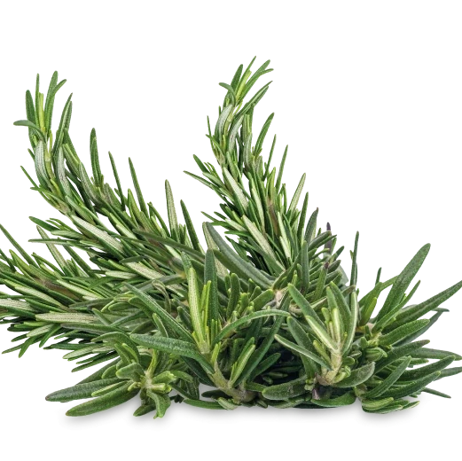 Rosemary Hair Care Oil - THE FINE ORGANICS