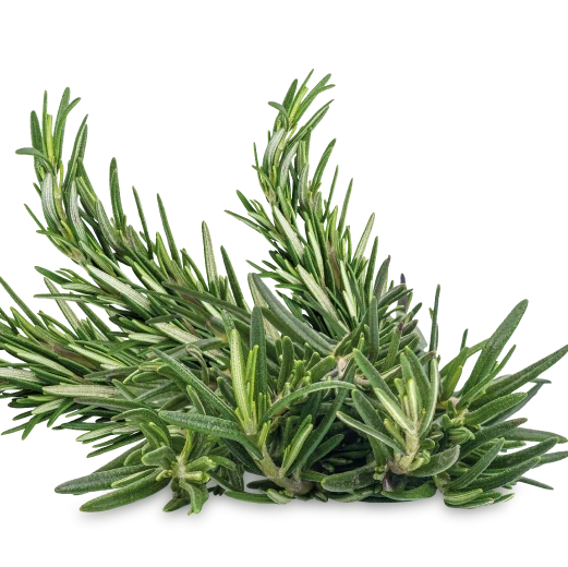 Pure Rosemary Water - THE FINE ORGANICS