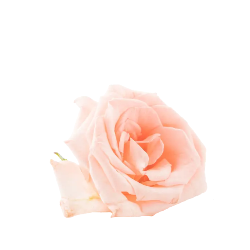 Rose Water & Aloe Vera Tonic - THE FINE ORGANICS