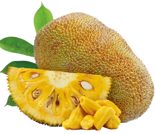 Centella Asiatica & Hyaluronic Acid Serum - THE FINE ORGANICS