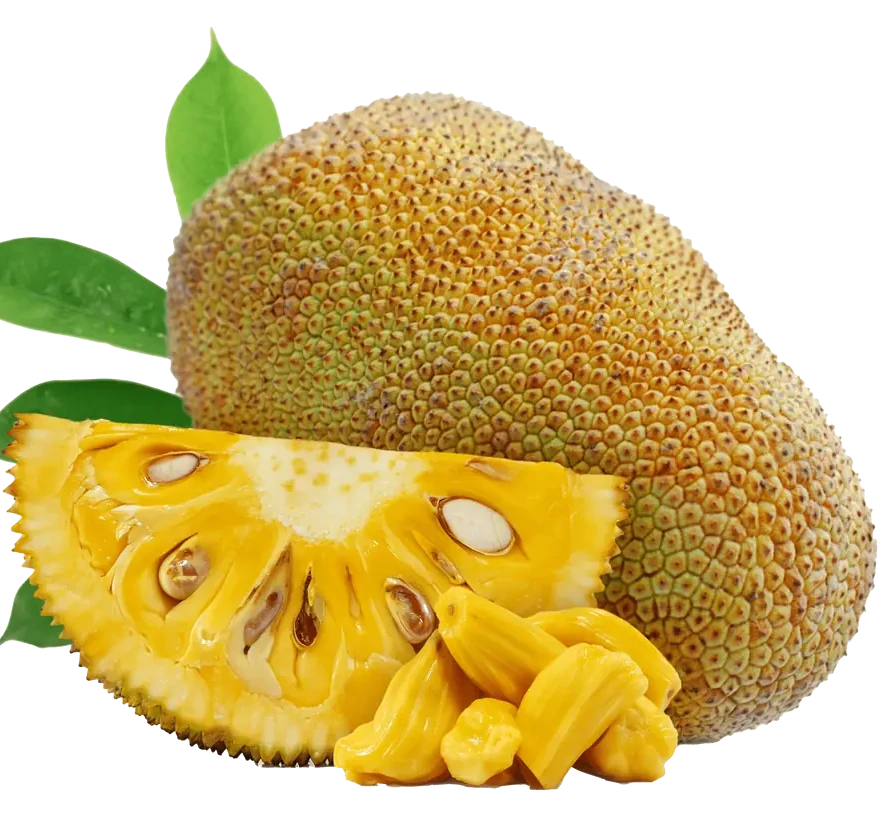 Made Fine Jack Fruit Cream - THE FINE ORGANICS