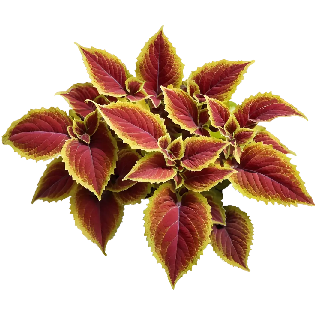 Flame Neetle After Depilatory Milk - THE FINE ORGANICS